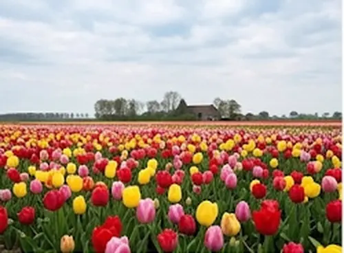 Tulipes